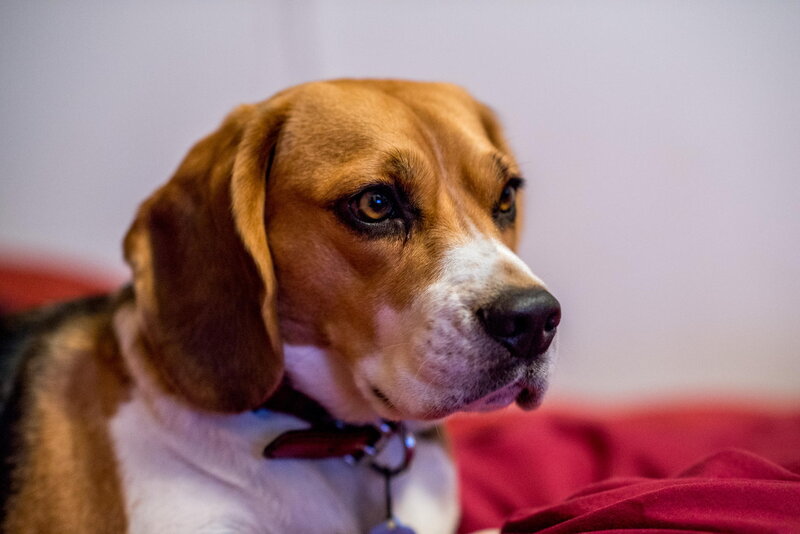 Beagle Dog on Red Fabric