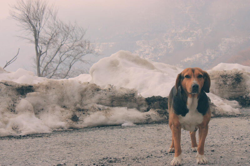 Beagle Dog on Road