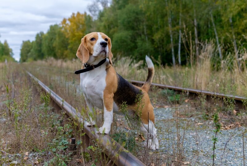 Beagle Dog on Train Tracks