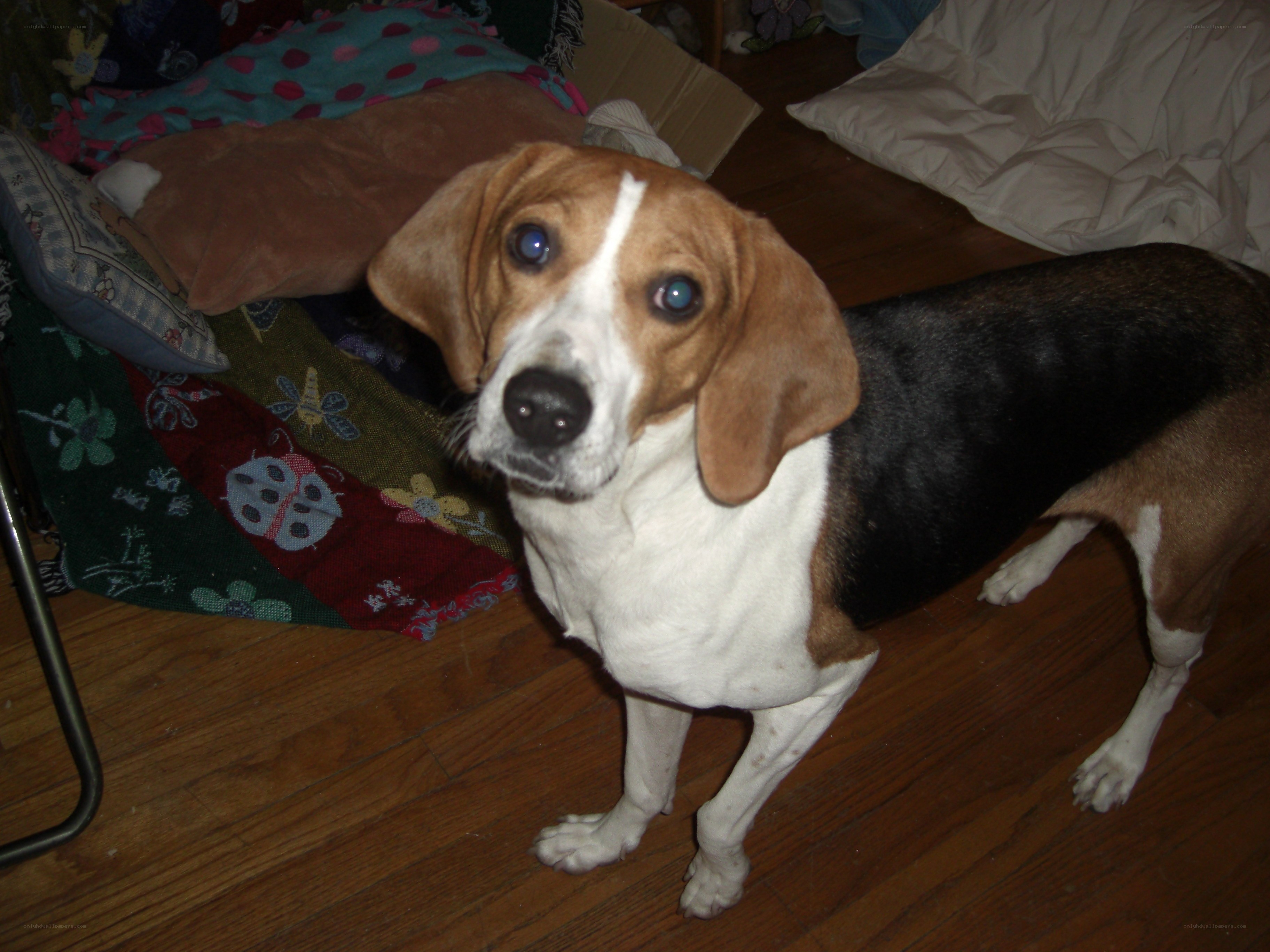 beagle dog on wooden floor