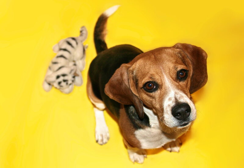 Beagle Dog on Yellow