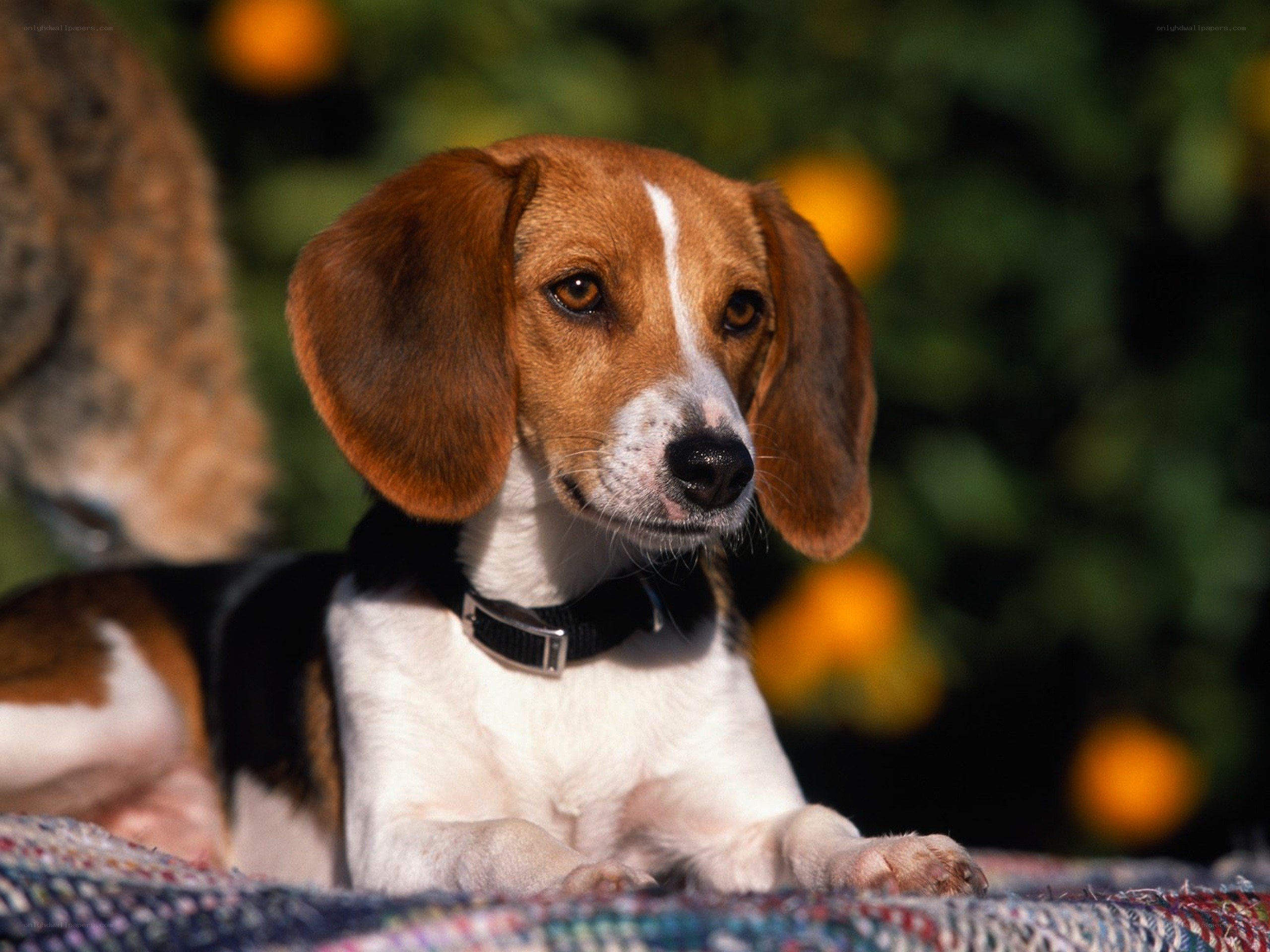 Beagle dog outdoors