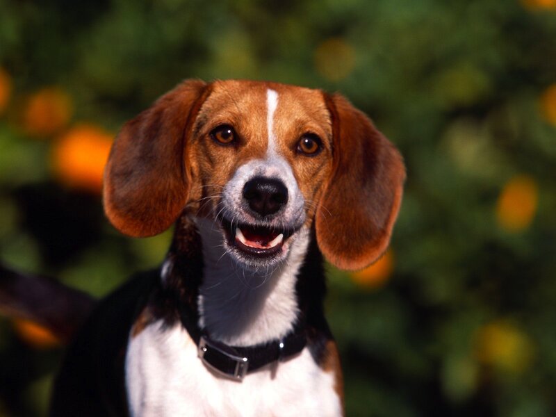 Beagle dog outdoors