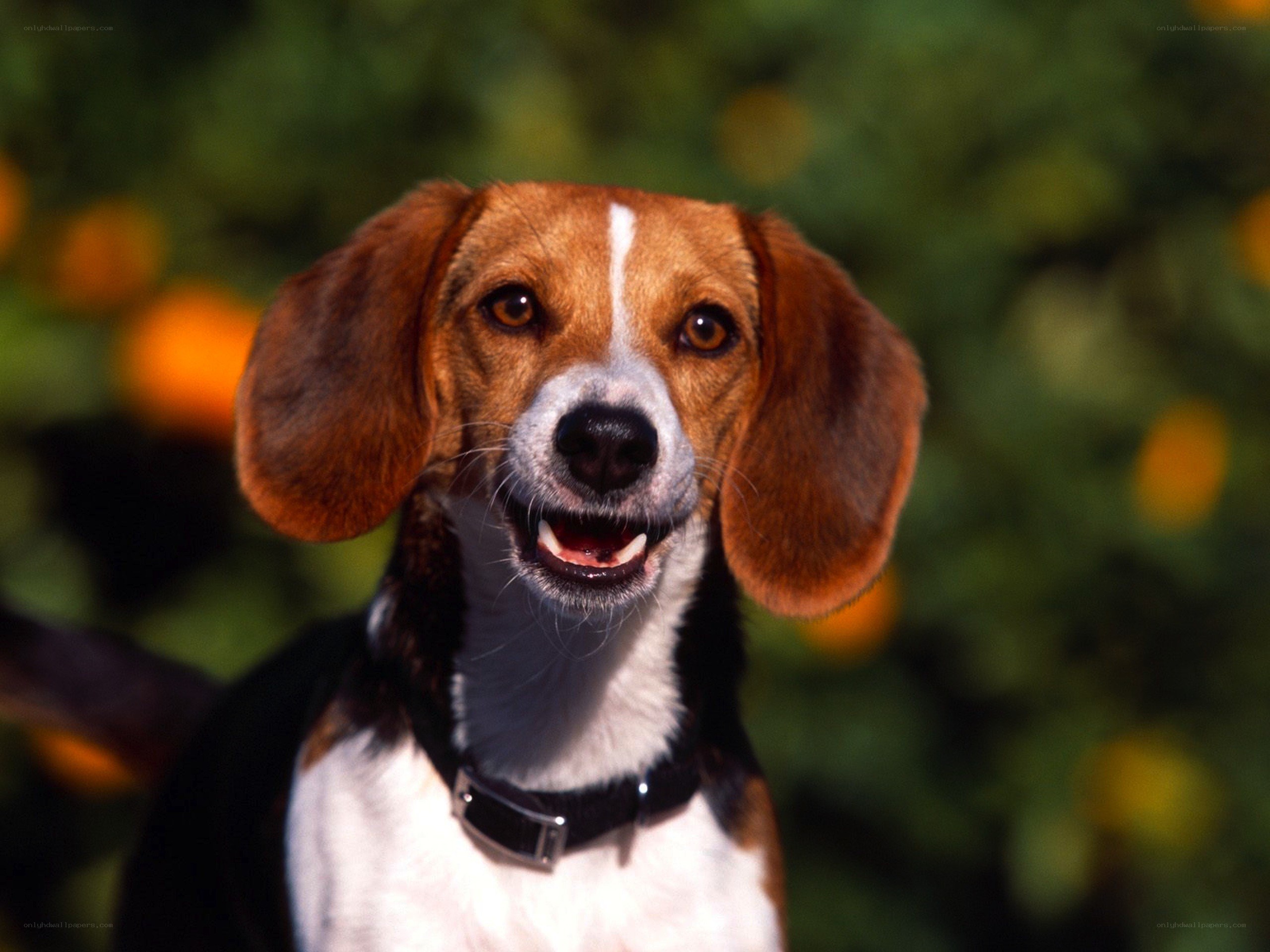 Beagle dog outdoors
