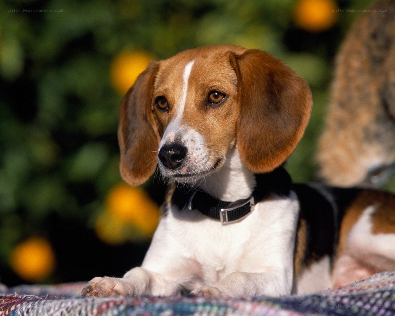 Beagle dog outdoors