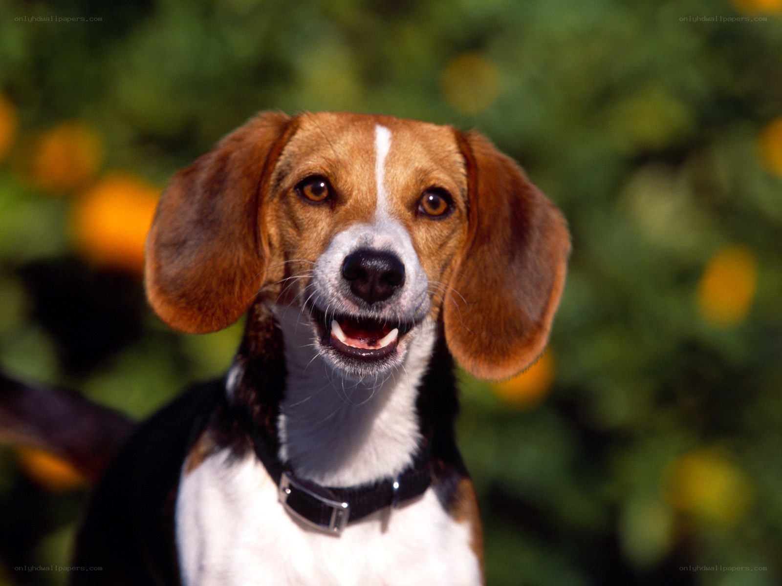 beagle dog outdoors