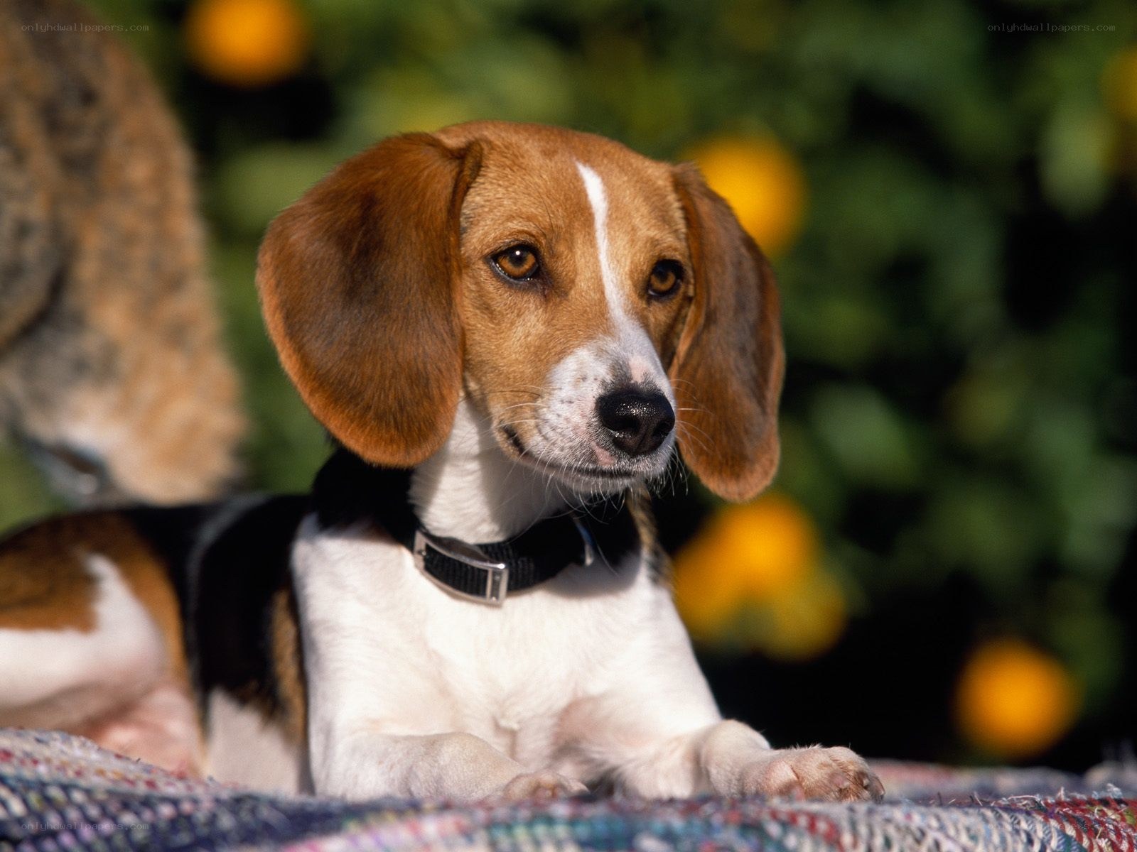 beagle dog outdoors