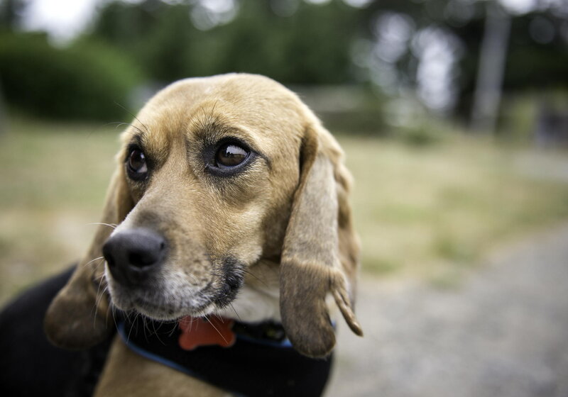 Beagle Dog Outdoors — Brown, Calm