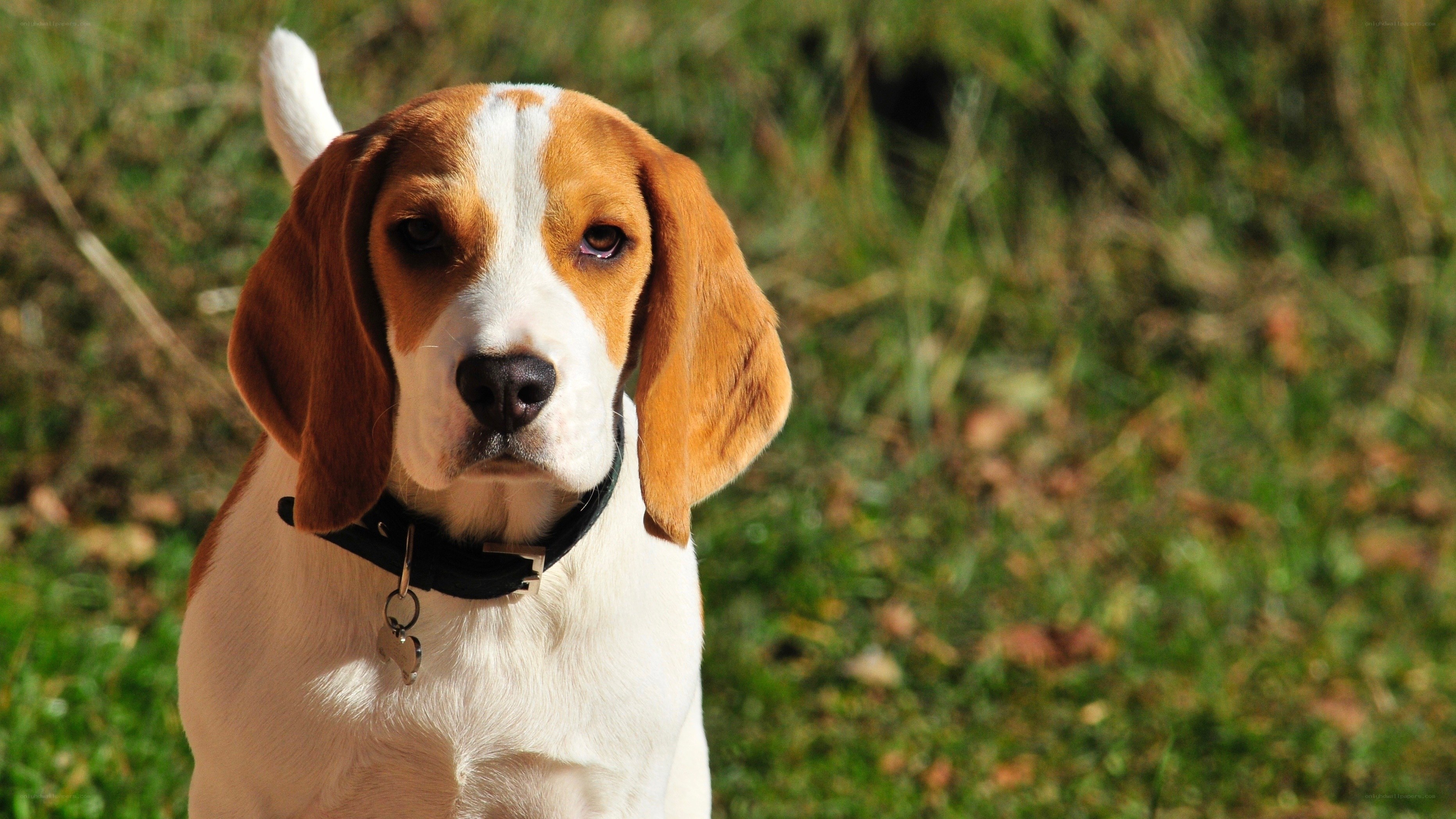 Beagle dog outdoors