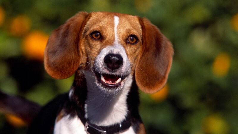 beagle dog portrait
