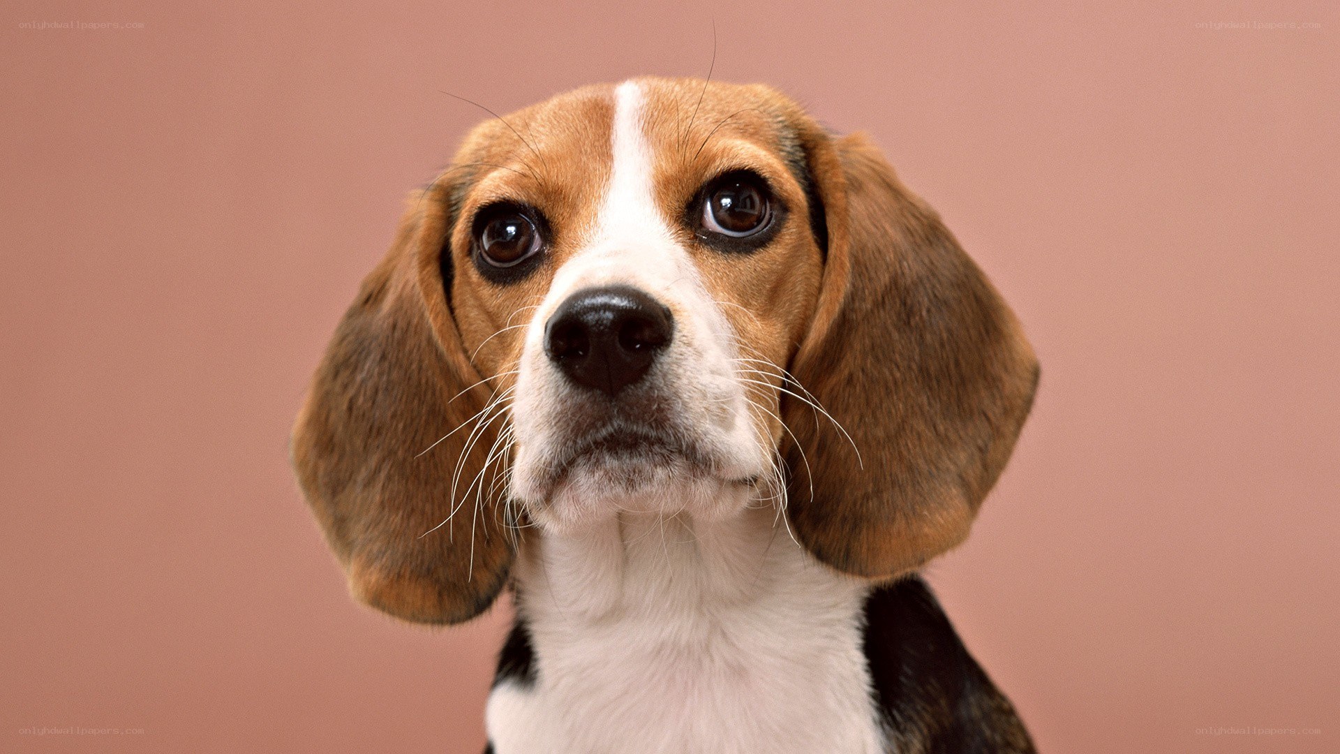 beagle dog portrait