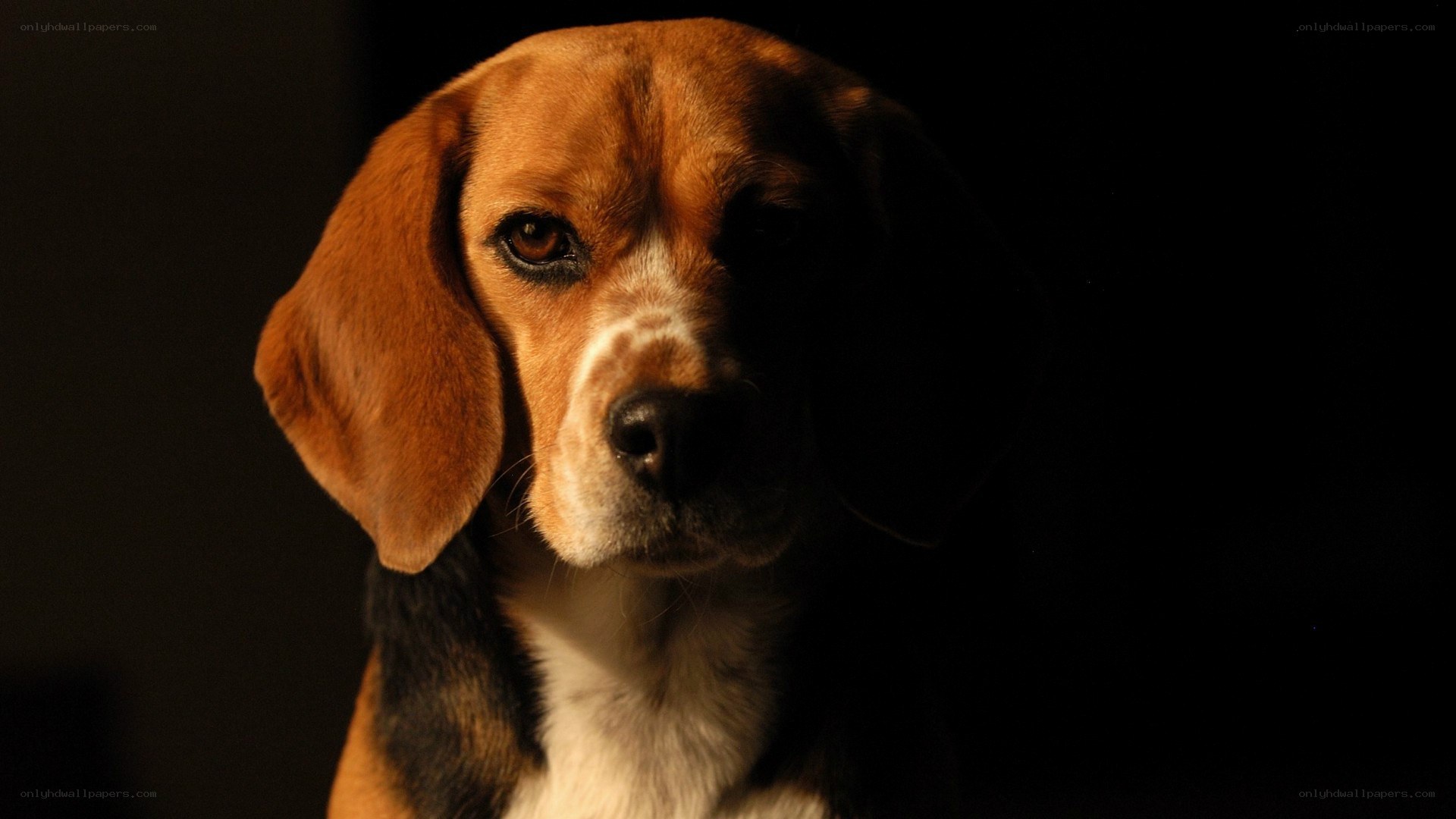 beagle dog portrait