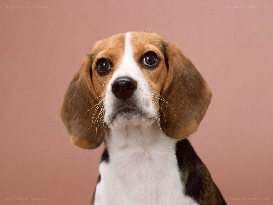 Beagle dog portrait