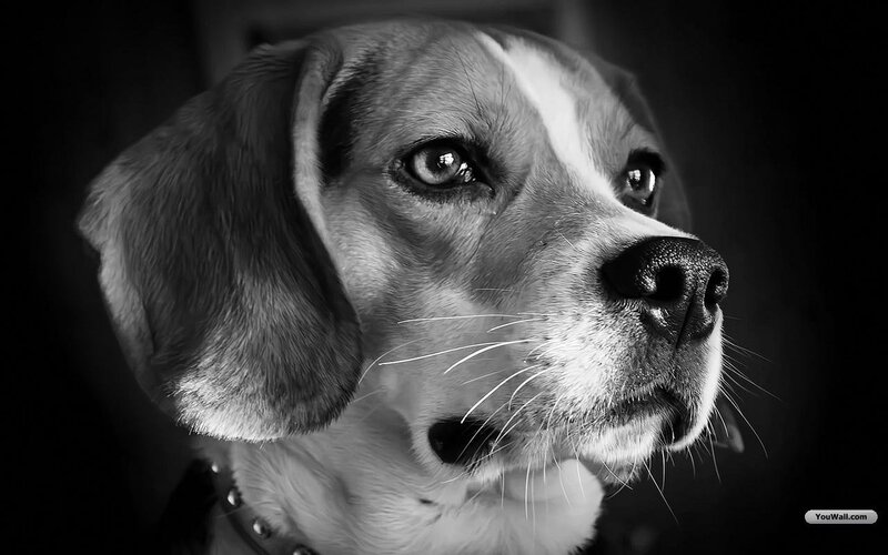 Beagle Dog Portrait — Black