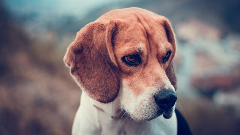 Beagle Dog Portrait — Brown, Calm, Photograph, Outdoor