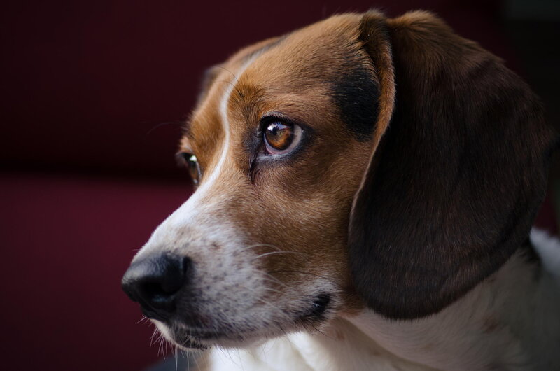 Beagle Dog Portrait — Brown, Calm, Photograph