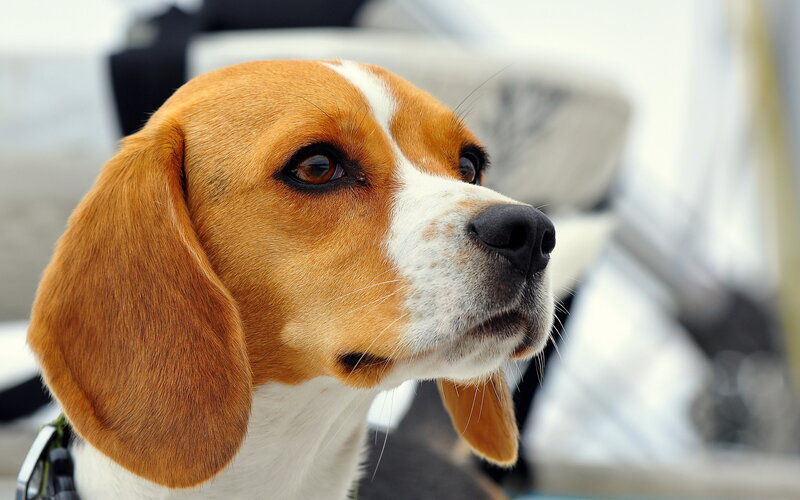 Beagle Dog Portrait — Brown, Calm