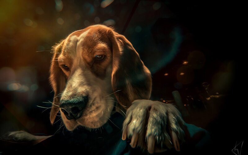 Beagle Dog Portrait — Brown, Dramatic
