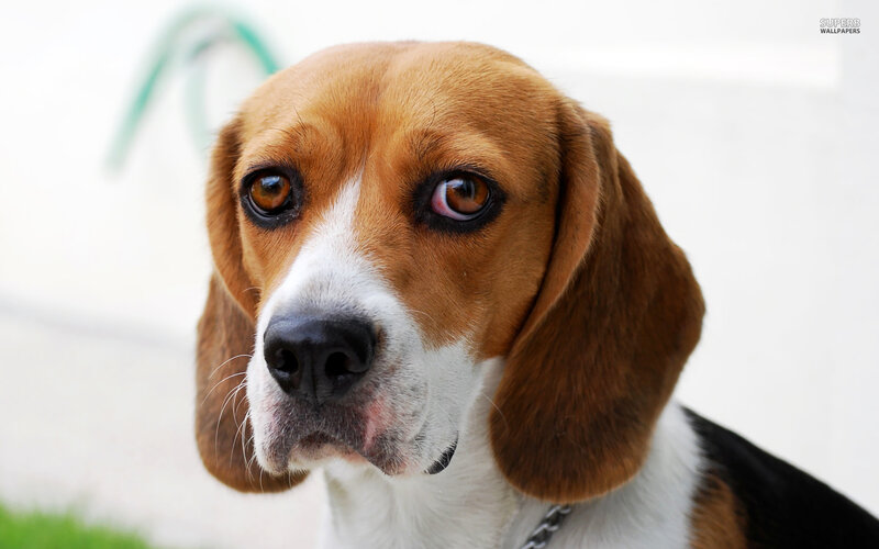 Beagle Dog Portrait — Brown