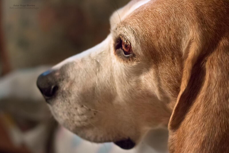 Beagle Dog Profile