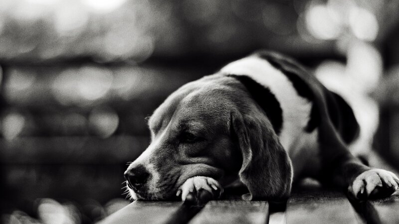 Beagle Dog Resting — Black, Calm, Photograph, Bench