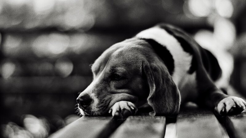 Beagle Dog Resting — Black, Calm