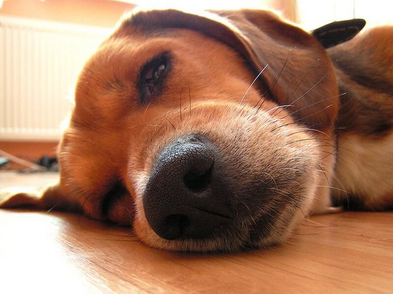 Beagle Dog Resting — Brown, Calm, Afternoon
