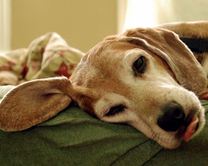 Beagle Dog Resting — Brown, Calm, Morning