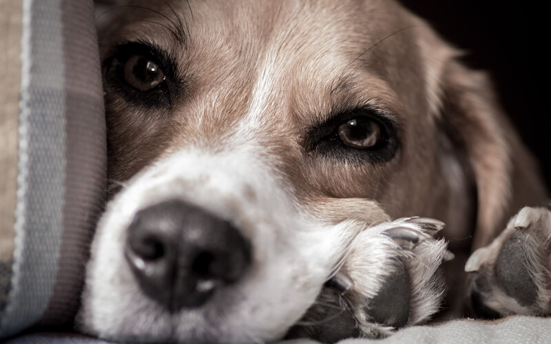 Beagle Dog Resting — Brown, Calm, Photograph, Blanket