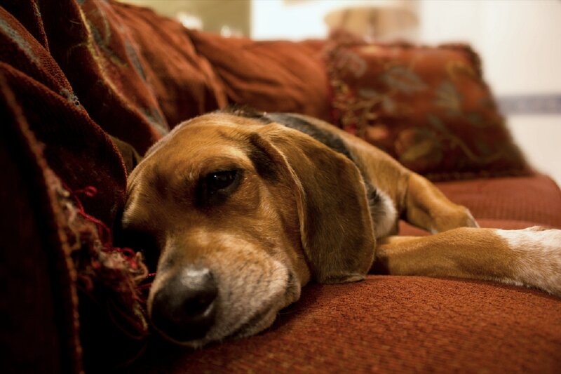 Beagle Dog Resting — Brown, Calm, Photograph, Couch