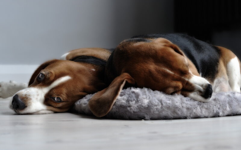 Beagle Dog Resting — Brown, Calm, Photograph, Dog Bed