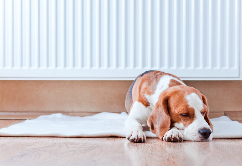 Beagle Dog Resting — Brown, Calm, Photograph, Radiator