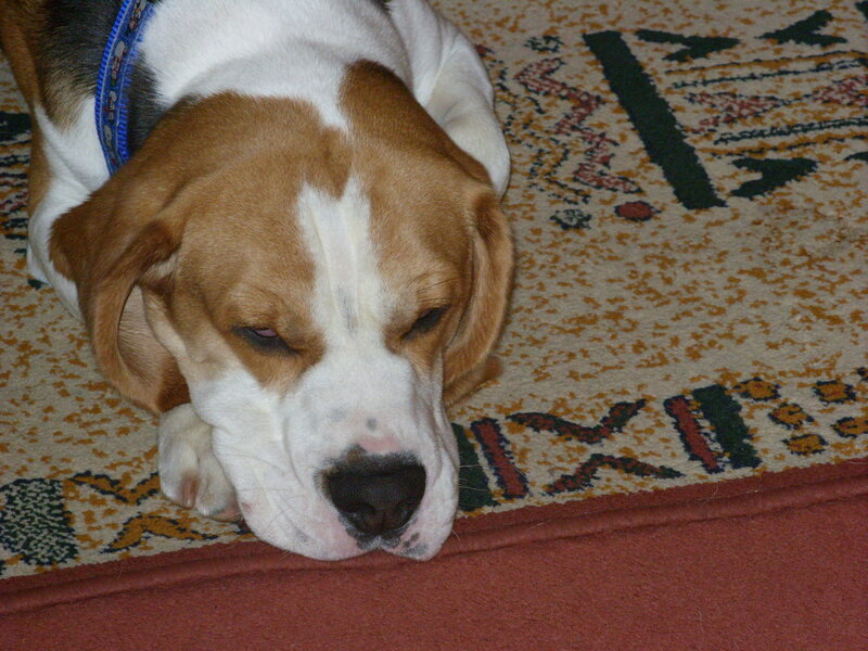 Beagle Dog Resting — Brown, Calm, Photograph