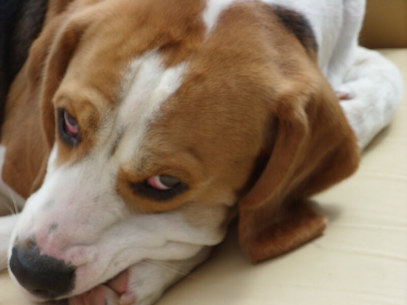 Beagle Dog Resting — Brown, Calm