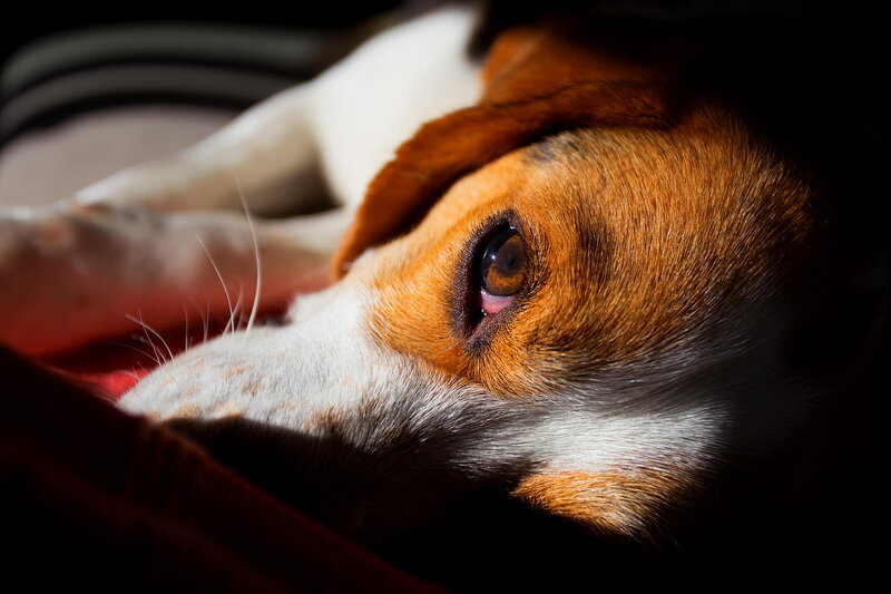 Beagle Dog Resting — Brown, Dramatic, Photograph