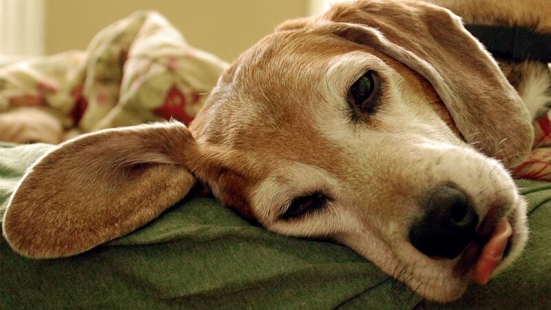 beagle dog resting on bed
