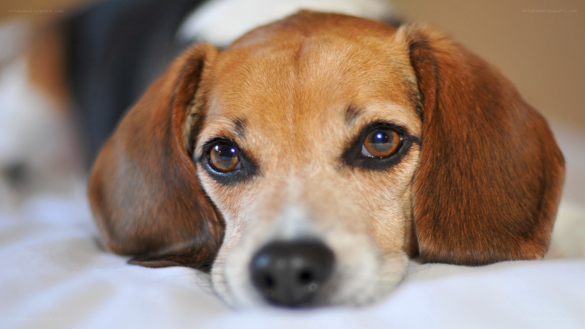 beagle dog resting on bed