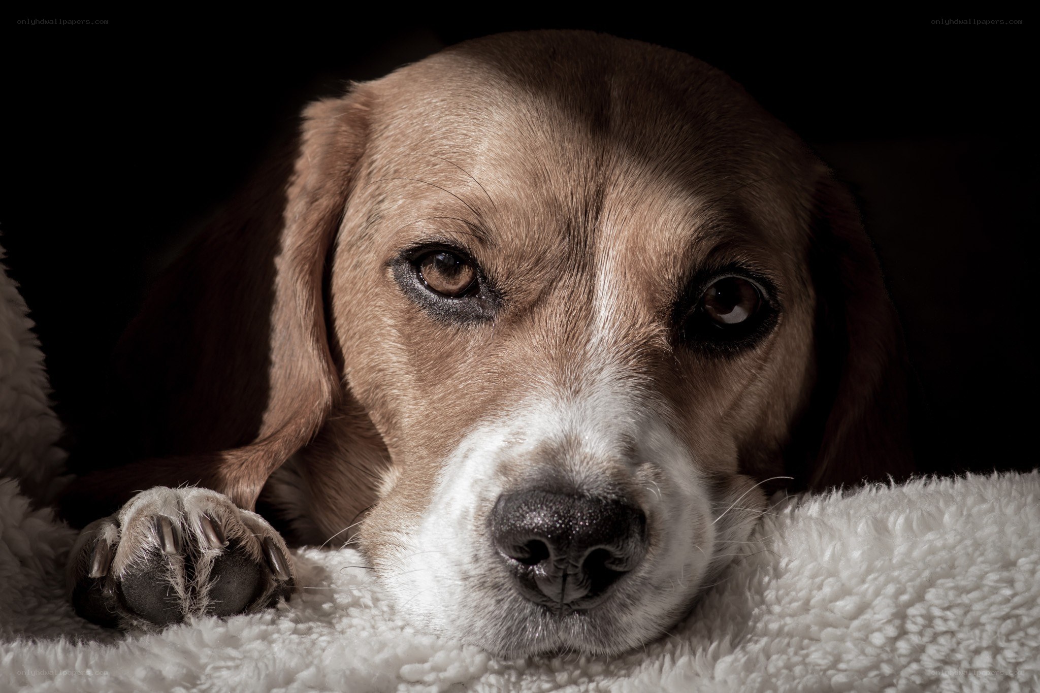 Beagle dog resting on blanket