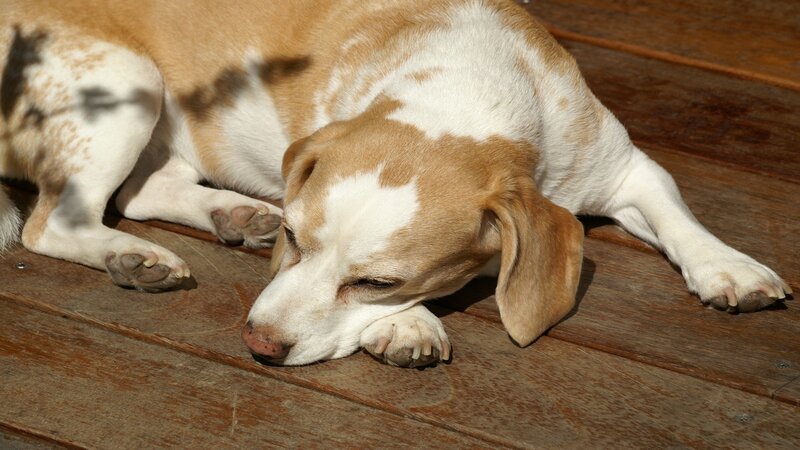 Beagle dog resting on deck