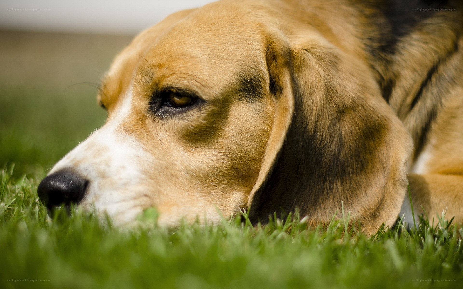 beagle dog resting on grass