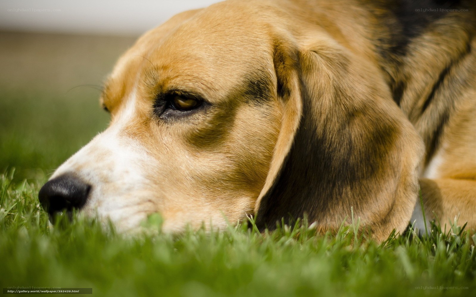 beagle dog resting on grass
