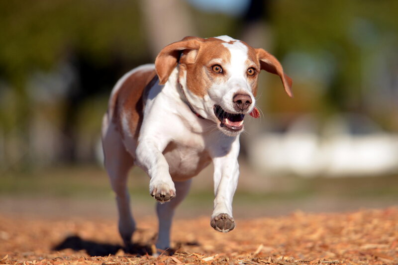 Beagle Dog Running — Brown, Active, Afternoon