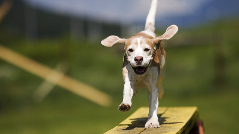 Beagle Dog Running — Brown, Active