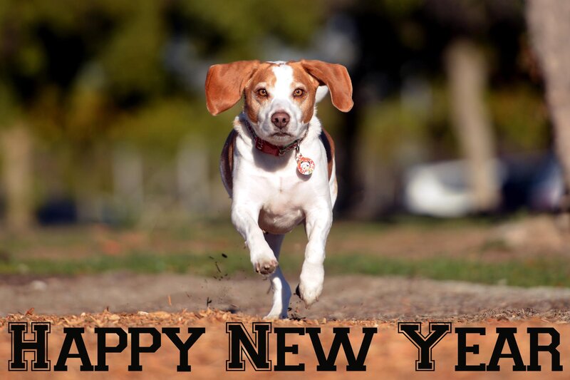 Beagle Dog Running — Brown, Energetic