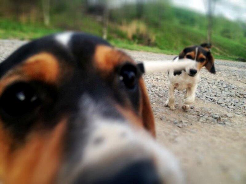 Beagle Dog Running — Brown