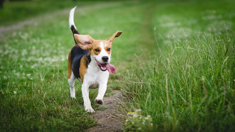 Beagle Dog Running — Green, Active, Afternoon, Photograph