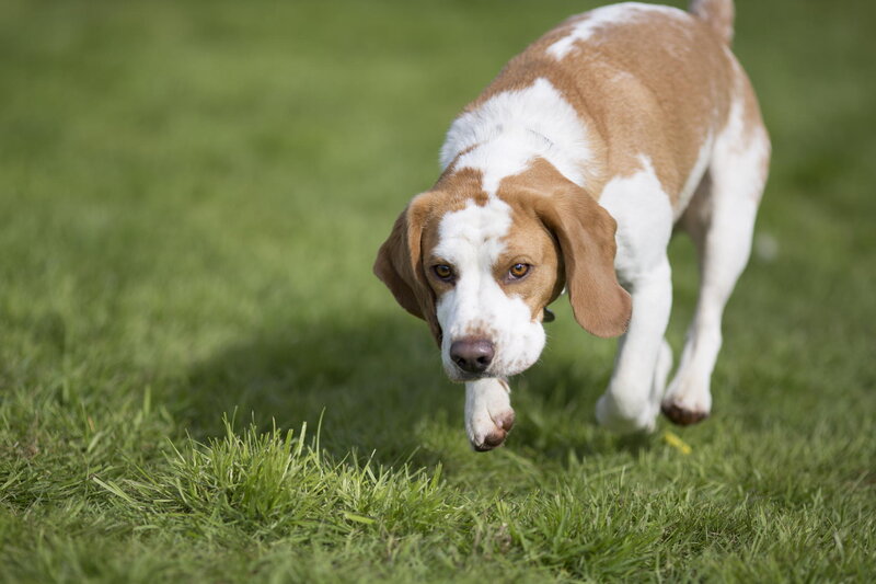 Beagle Dog Running — Green, Active, Afternoon