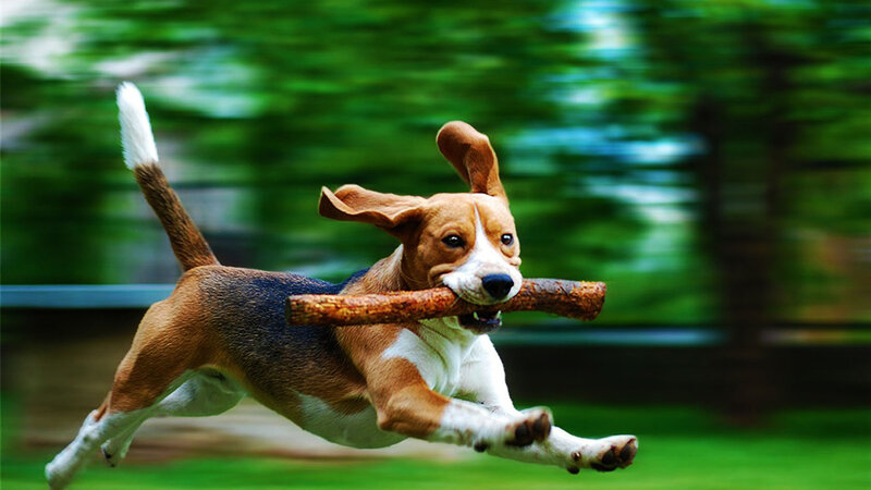 Beagle Dog Running — Green