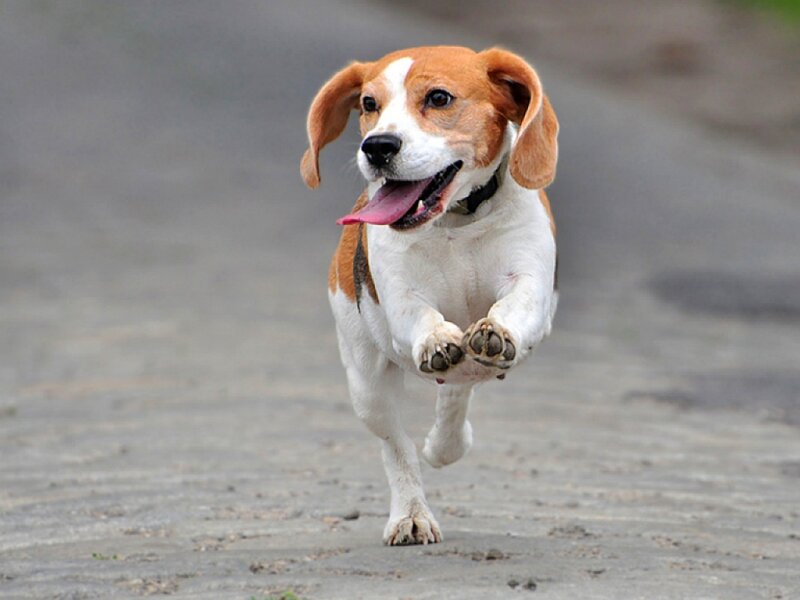 beagle dog running on road