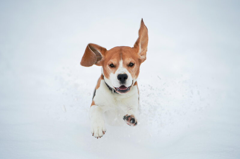 Beagle Dog Running — White, Active